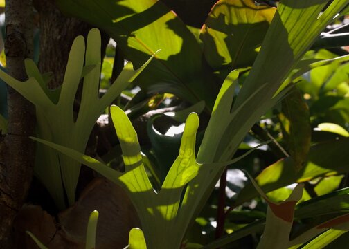 Staghorn fern leaves