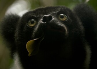 Naklejka premium close up of an indri lemur