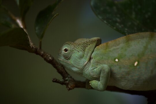 chameleon on a branch