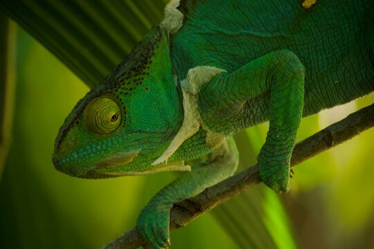 chameleon on a branch