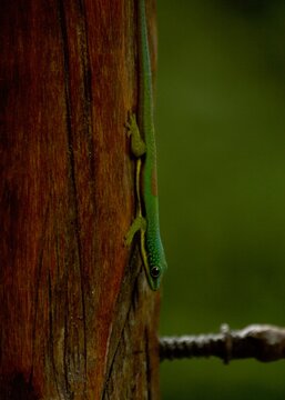 Lizard on telephone post