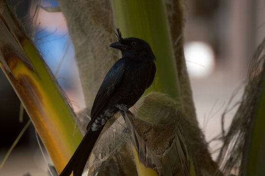 Crested drongo