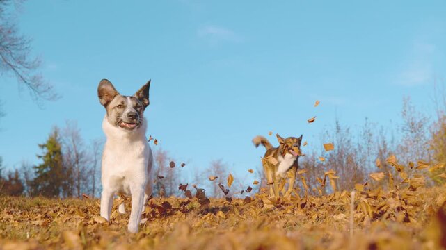 LOW ANGLE, SLOW MOTION: Two happy mixed breed dogs run toward camera through dry autumn leaves on a sunny meadow. Flying foliage, playful energy and canine excitement during an outdoor fall adventure.