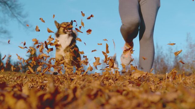 LOW ANGLE, SLOW MOTION: Fit woman running with her pet across meadow covered in dry autumn leaves. Mixed breed dog bounds beside her as leaves fly into the air. Vibrant and joyful energy on dog walk.