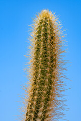 Tall green cactus top pointing towards a clear blue sky outdoors © Buğra Kaan Ersoy