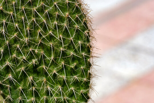 Macro shot of green cactus pad with intricate pattern of sharp spines