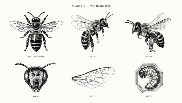 Honey bee vintage engraving collection, detailed scientific insect illustrations featuring six adult bees and larva with intricate black ink line work.