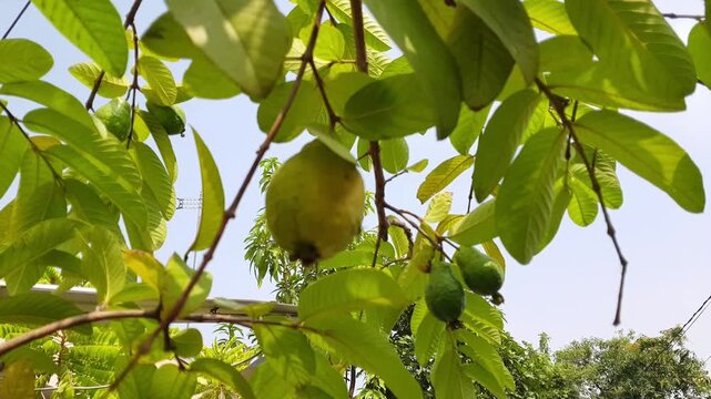 Ripe guava fruit growing on a guava tree among green leaves, with unripe guavas visible on the branches, showing natural tropical fruit growth and agriculture.