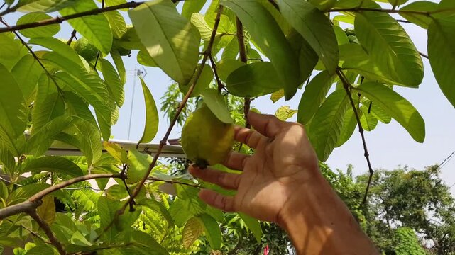 A hand picking a ripe guava directly from a tree, capturing fresh tropical fruit harvesting in a natural garden and agricultural setting.