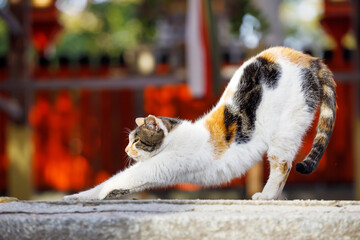 Naklejka premium Calico Cat Stretching at a Shinto Shrine in Osaka, Japan