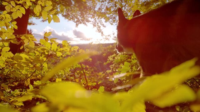 LENS FLARE, SLOW MOTION: Energetic shepherd dog runs through colorful autumn forest at sunset, surrounded by glowing yellow leaves. Freedom, joy and motion in a vibrant natural setting of fall season.