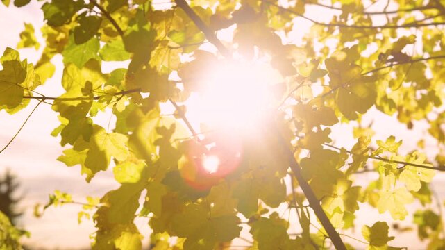 CLOSE UP, LENS FLARE: Warm sunbeams peeking through yellow autumn leaves on forest tree. Golden glowing treetop with swaying foliage on sunny and windy day in the woods. Vibrant colours of fall season