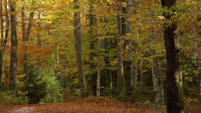 Falling leaves and rich autumn colors in deciduous forest. Peaceful woodland scene filled with vibrant fall foliage, tall tree trunks and a leafy forest floor. Seasonal change in the countryside.