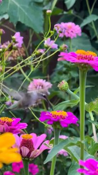 Hummingbird feeding on vibrant pink zinnia flowers in a garden