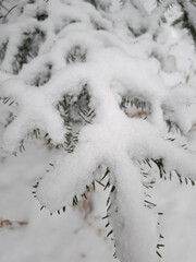 Snow blankets fir twigs © Visual Content