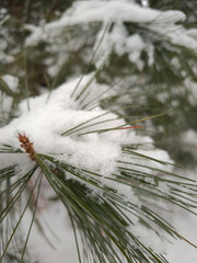Snowy Evergreen Forest in Winter. Christmas Nature Background © Visual Content