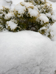 Snowy Evergreen Forest in Winter. Snow-Covered Conifer Background © Visual Content