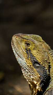 Eastern Water Dragon Close Up in Byron Bay, Australia 
