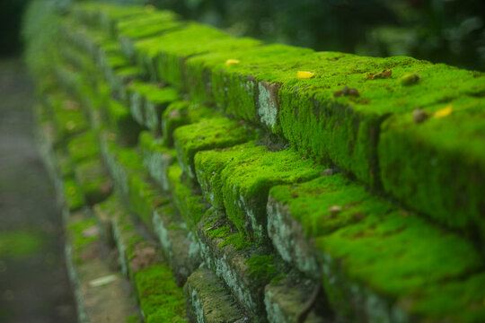 Vibrant green moss covering an ancient brick wall with selective focus.A beautiful low-angle shot of a rustic, ancient red brick wall heavily covered in soft, vibrant green moss. 