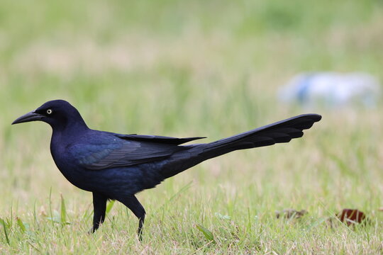 The great-tailed grackle or Mexican grackle (Quiscalus mexicanus prosopidicola) is a medium-sized, highly social passerine bird native to North and South America. This photo was taken in Dallas, Ameri