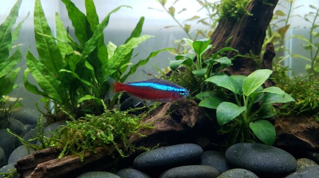 Cardinal tetra fish