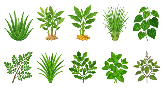 Collection of ten different medicinal and culinary herbs and plants.