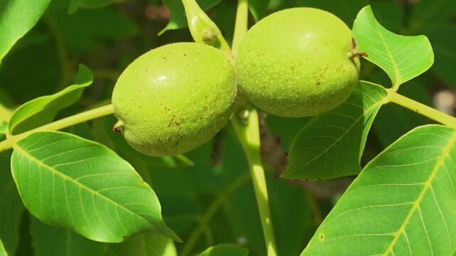 Young green walnuts growing on a tree branch