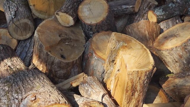 Stacked firewood logs in natural outdoor setting