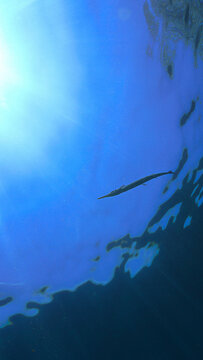 Underwater photo from a scuba dive. Silhouette of a Needle fish in the blue sea.