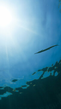 Underwater photo from a scuba dive. Silhouette of a Needle fish in the blue sea.