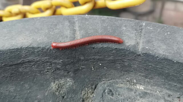 a millipede walking on garden stones
