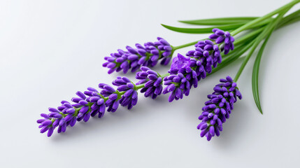 Fototapeta premium Purple lavender bouquet with green stem on white background creates elegant botanical arrangement for floral design and natural decor