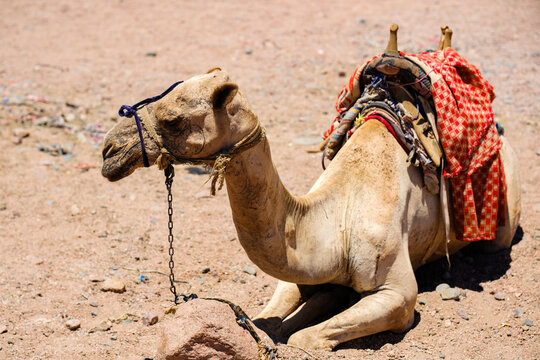 Single resting dromedary camel with traditional saddle on sandy ground