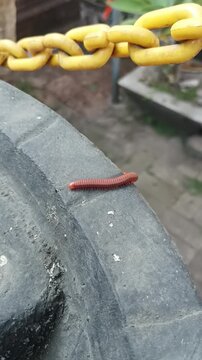 A millipede walking on a garden sink.