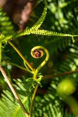 Close up of a young fern fiddlehead unfurling in a lush green forest environment © Gates Studio