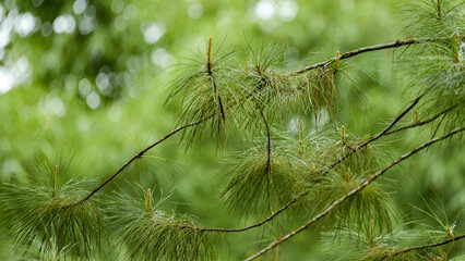 Close up of pine tree needles and branches with soft natural green forest bokeh background © Gates Studio