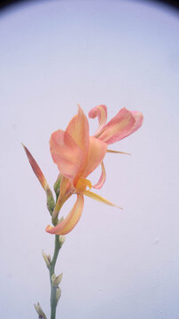 Based on the selected region, this flower is consistent with an apricot, peach, or salmon-colored variety of the common garden hybrid Canna &times; generalis. Taken from Las Pinas, NCR, Philippines.