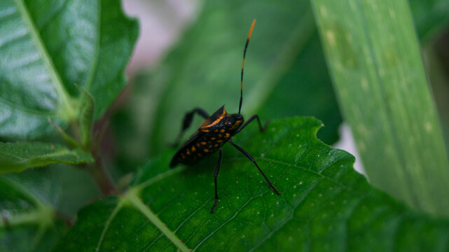 The insect in the selected region is a Citron Bug (scientific name: Leptoglossus gonagra). It is a widespread species of true bug belonging to the leaf-footed bug family Coreidae. 