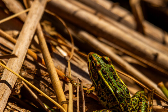 Leopard Frog Resting in Dead Grass Beside a Pond on Manitoulin Island, Ontario