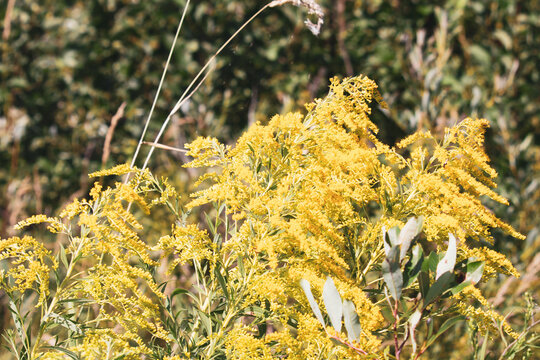 Goldenrod Flowers in Bloom Natural Floral Background