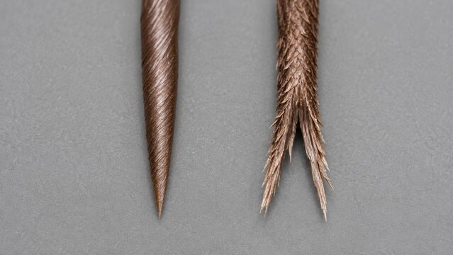 Hair split ends comparison macro of healthy versus damaged brown hair strand on grey background, before and after hair damage concept