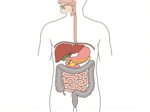 Educational medical diagram showing human digestive system organs inside human body silhouette with human anatomy internal organs gastrointestinal tract body outline biology education intestines