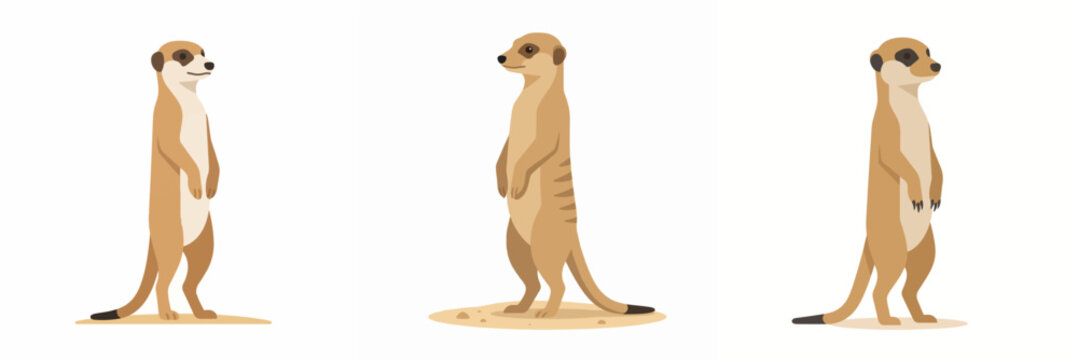 Set of three meerkats standing and looking alert vector illustration