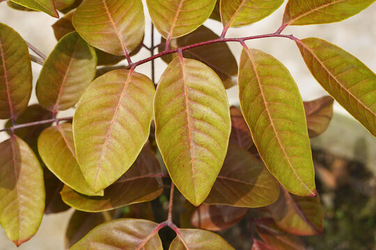 Red longan tree leaves 