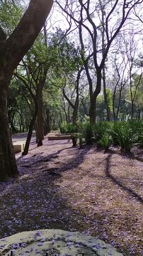 In the garden, there is a tree full of tiny purple jacaranda flowers.En el jard&iacute;n, hay un &aacute;rbol repleto de diminutas flores de color morado de jacaranda(1).