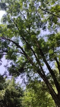 Numerous trees in the foreground; it was captured in the garden in the morning.Numerosos &aacute;rboles en el frente; fue capturada en el jard&iacute;n por la ma&ntilde;ana.(8).