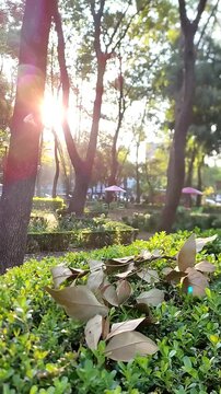 The first look at a beautiful orchard that overlooks the city at dawn.La primera mirada a un hermoso huerto que da a la urbe al amanecer.(16)