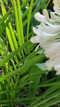 Beautiful white flowers that keep blooming in the spring garden.Preciosas flores de color blanco que contin&uacute;an brotando en el jard&iacute;n primaveral.(19).