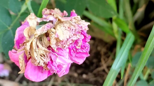 An initial look at a beautiful rose beginning to open in the garden during the morning.Una mirada inicial a una hermosa rosa que comienza a abrirse en el jard&iacute;n durante la ma&ntilde;ana.(22)