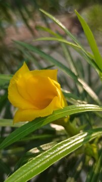 Beautiful yellow Cascabela thevetia flower with delicate trumpet-shaped petals, showcasing the ornamental appearance and natural beauty of this tropical flowering plant.